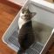 Изображение 4 Дезодорирующий лоток для кошек Xiaomi Pura Cat P951